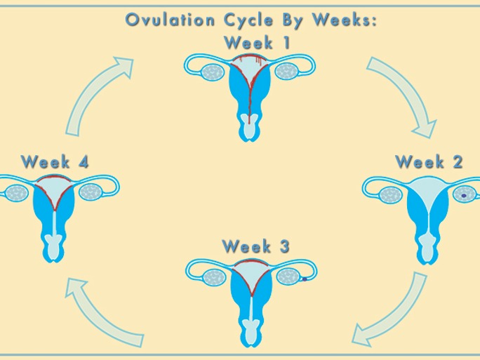 post menstrual cycle bleeding