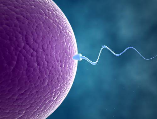 Improving His Fertility And Healthy Sperm 