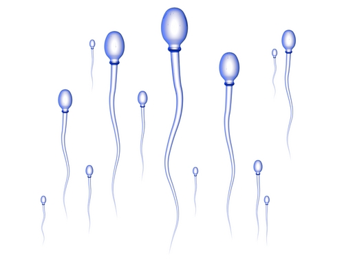 How Long Do Sperm Survive After Sex 16