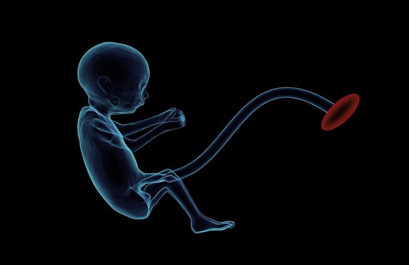What Is an Anatomy Ultrasound During Pregnancy?