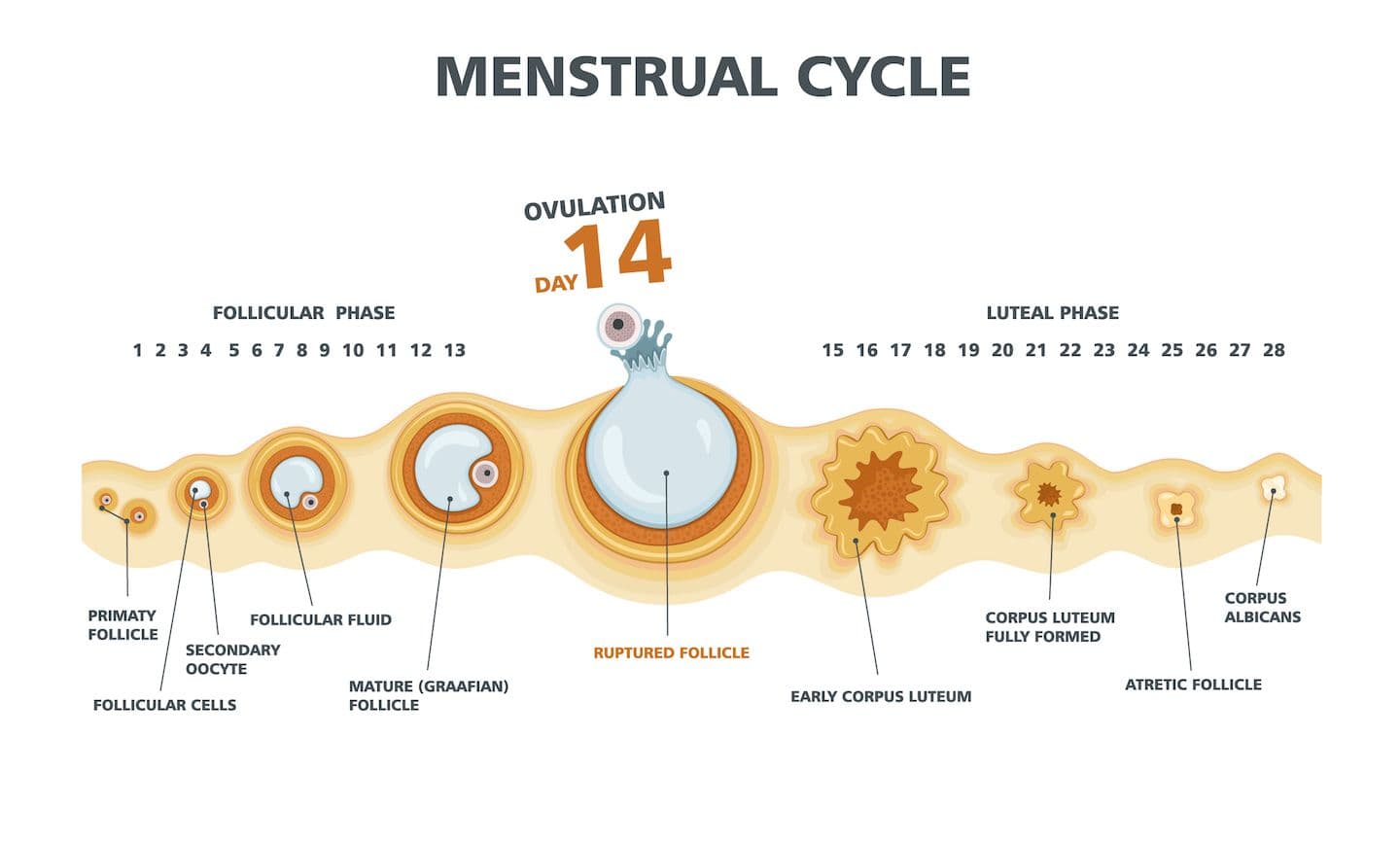 A visual representation of the menstrual cycle highlighting ovulation on day 14 as the key event between the follicular and luteal phases.
