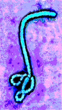 ebola virus pregnancy