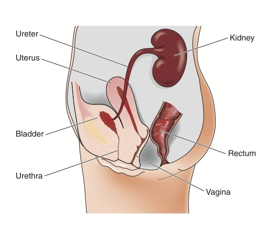Urinary Tract Infection During Pregnancy | BabyMed.com