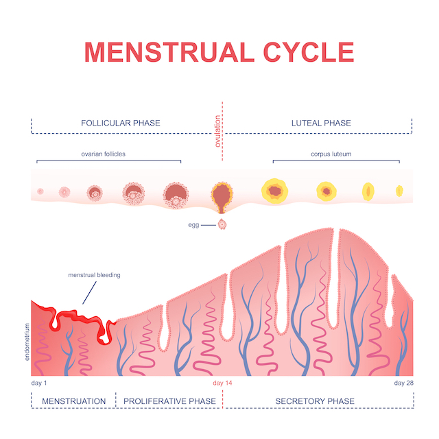 Pregnant During Menstrual Period 24