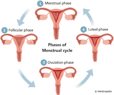 menstrual period after baby