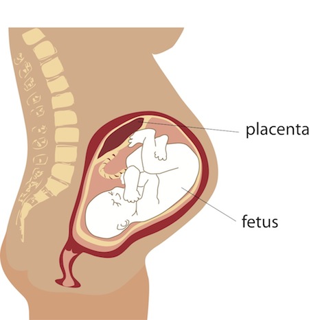 Placenta during pregnancy
