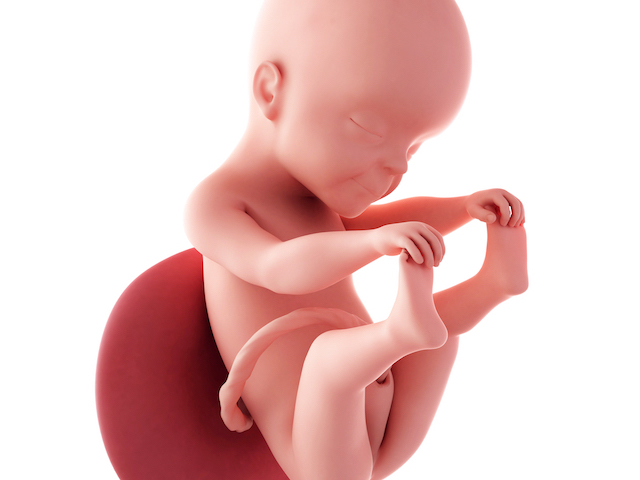 pregnancy fetus week 25