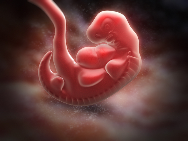 Pregnancy fetus week 5
