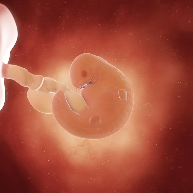 pregnancy fetus week 6 