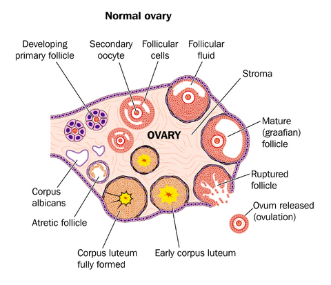 Progesterone levels ovulation pregnancy