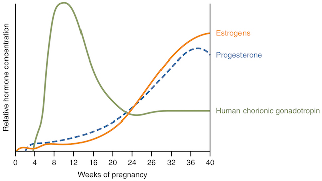 progesterone-estrogen-hcg-during-pregnancy