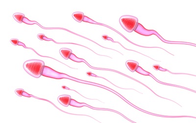 Sperm and Fertility