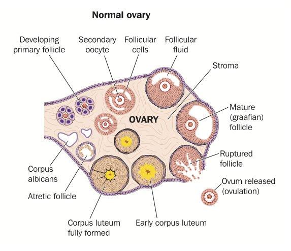 Lh Surge Ovulation Chart