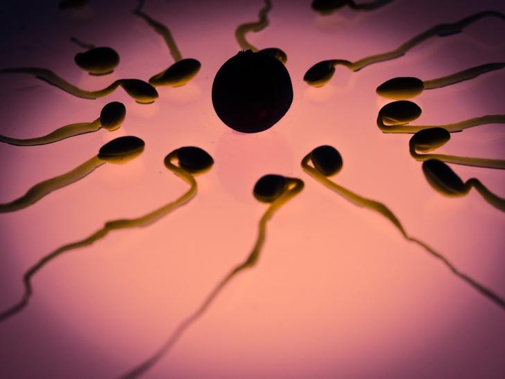 male infertility, assisted reproductive technology (ART), semen analysis, sperm morphology