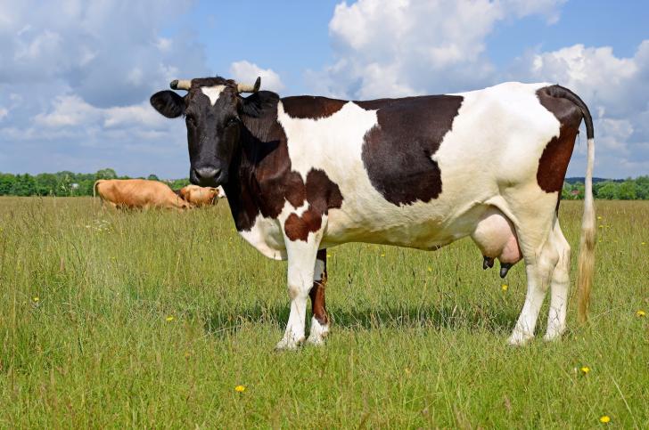 Brucella pregnancy cattle cows