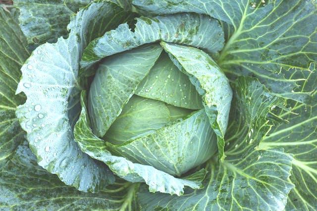 cabbage and breastfeeding