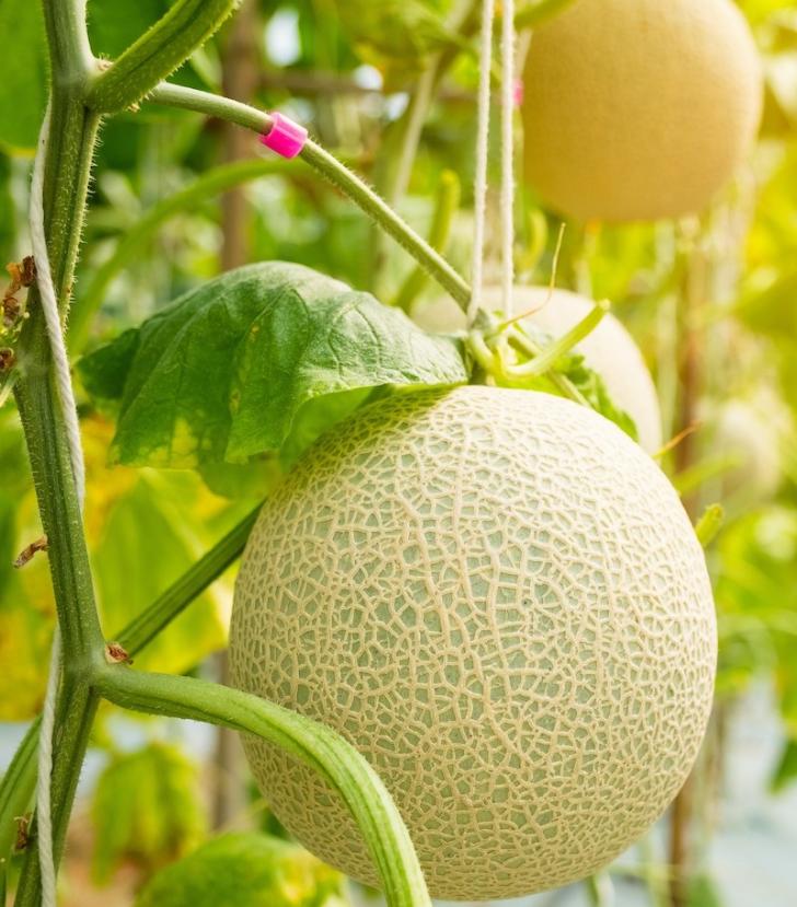 cantaloupe-melon-pregnancy