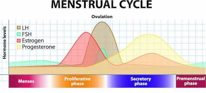 Your Fifth Vital Sign The Menstrual Cycle And Your Periods Babymed Com