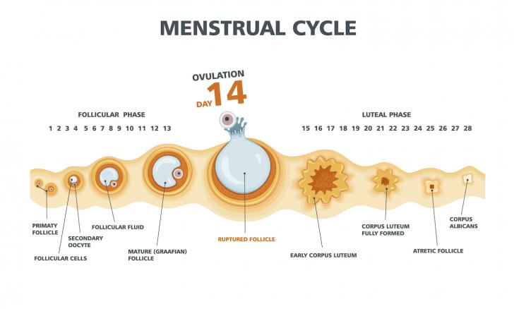24 Day Menstrual Cycle Chart
