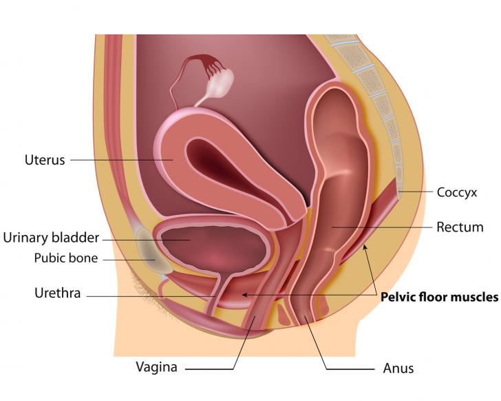pelvic-floor-organs -cystocele-rectocele