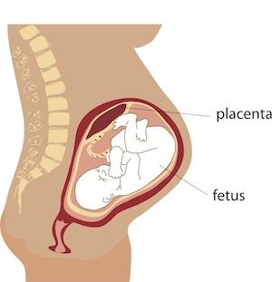 diagram of uterus, placenta, and fetus
