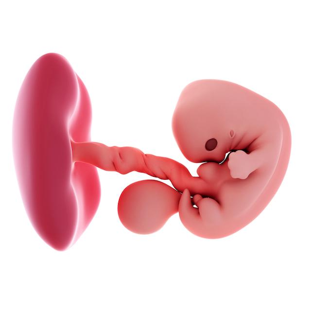 pregnancy  fetus week 7