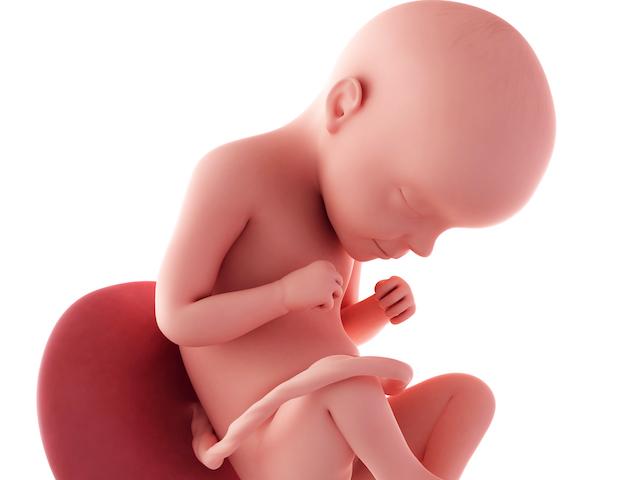 pregnancy fetus 29 weeks