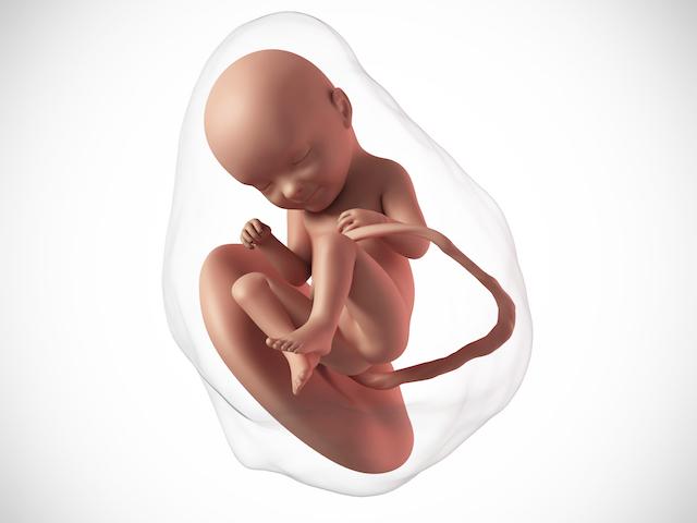 pregnancy fetus 33 weeks