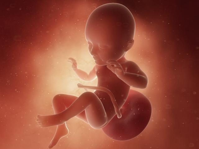 pregnancy fetus 34 weeks