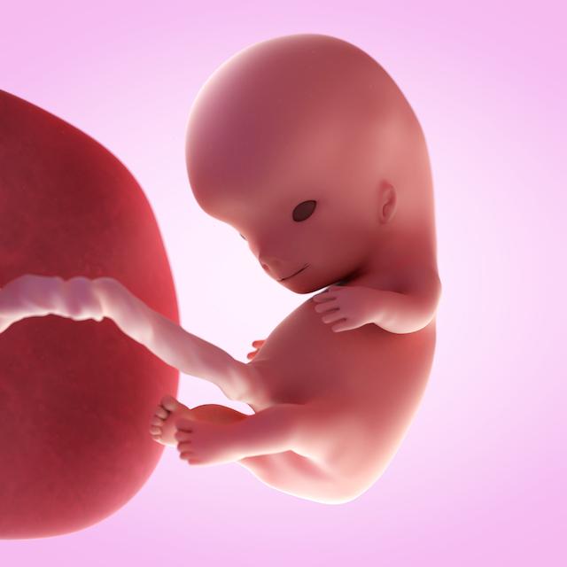 pregnancy fetus week 10