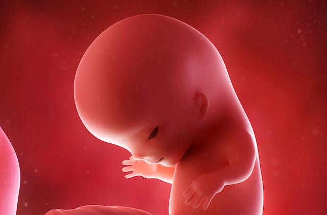 pregnancy fetus week 11