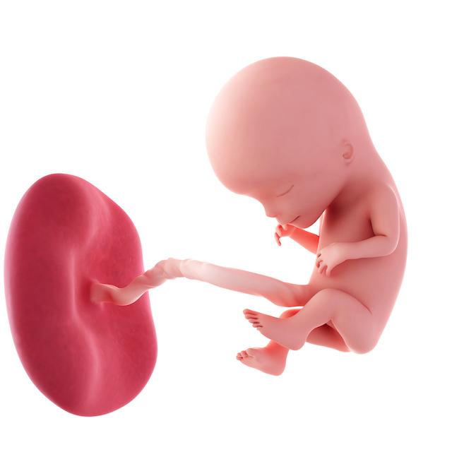 pregnancy fetus week 12