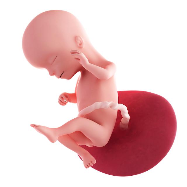 pregnancy fetus week 16