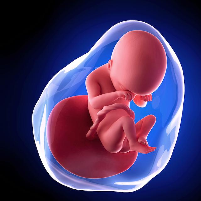 pregnancy fetus week 19