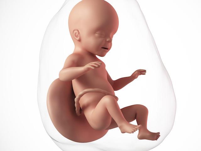pregnancy fetus week 26