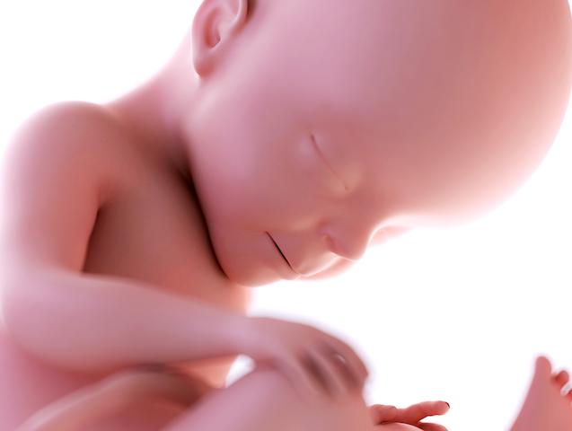 pregnancy fetus week 27