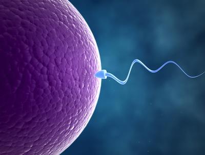 infertility, antisperm, antibodies, in vitro fertilization (IVF), Infections, vasectomy, steroids, cervical mucus