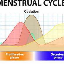 fifth-vital-sign-menstrual-cycle-period