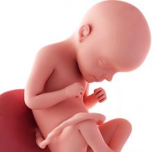 pregnancy fetus 29 weeks