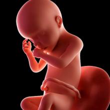 pregnancy fetus 30 weeks