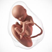 pregnancy fetus 33 weeks