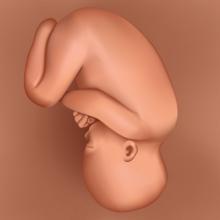 pregnancy fetus 35 weeks
