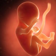 pregnancy fetus week 15