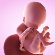pregnancy fetus week 18