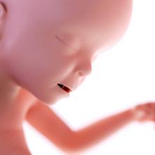pregnancy fetus week 23