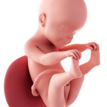 pregnancy fetus week 25