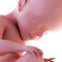 pregnancy fetus week 27