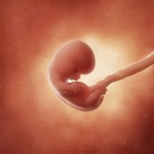 pregnancy fetus week 8