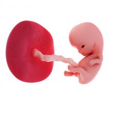 pregnancy fetus week 9