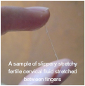 Fertile quality fluid stretched between fingers
